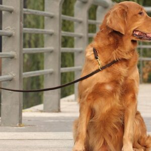 Italian Leather Multi Lead - Black / Wine Red