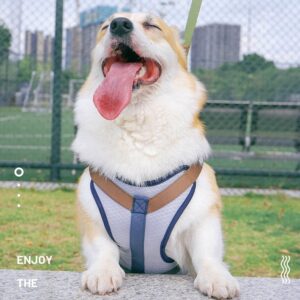 Dog Cooling Harness with matching lead set