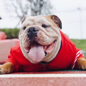 French Style Red Knitted Jumper with white stripes